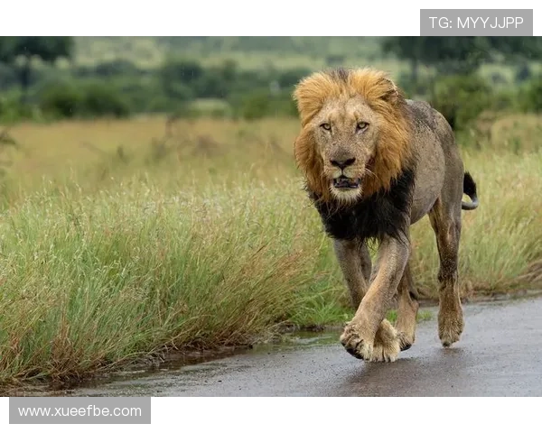 非洲雄狮崛起:揭示大草原背后的王者崛起与生态变革 - 副本 - 副本 - 副本